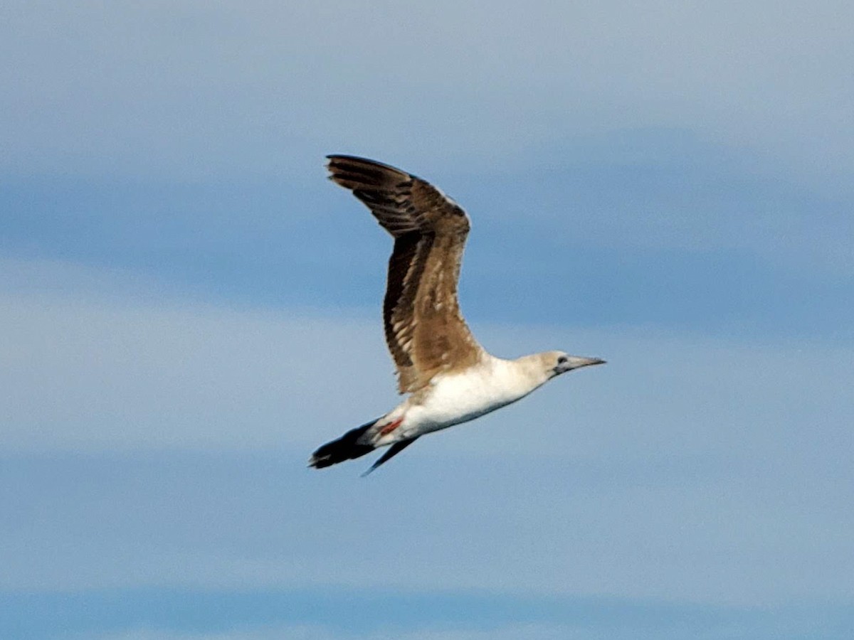 Rotfußtölpel - ML644557668