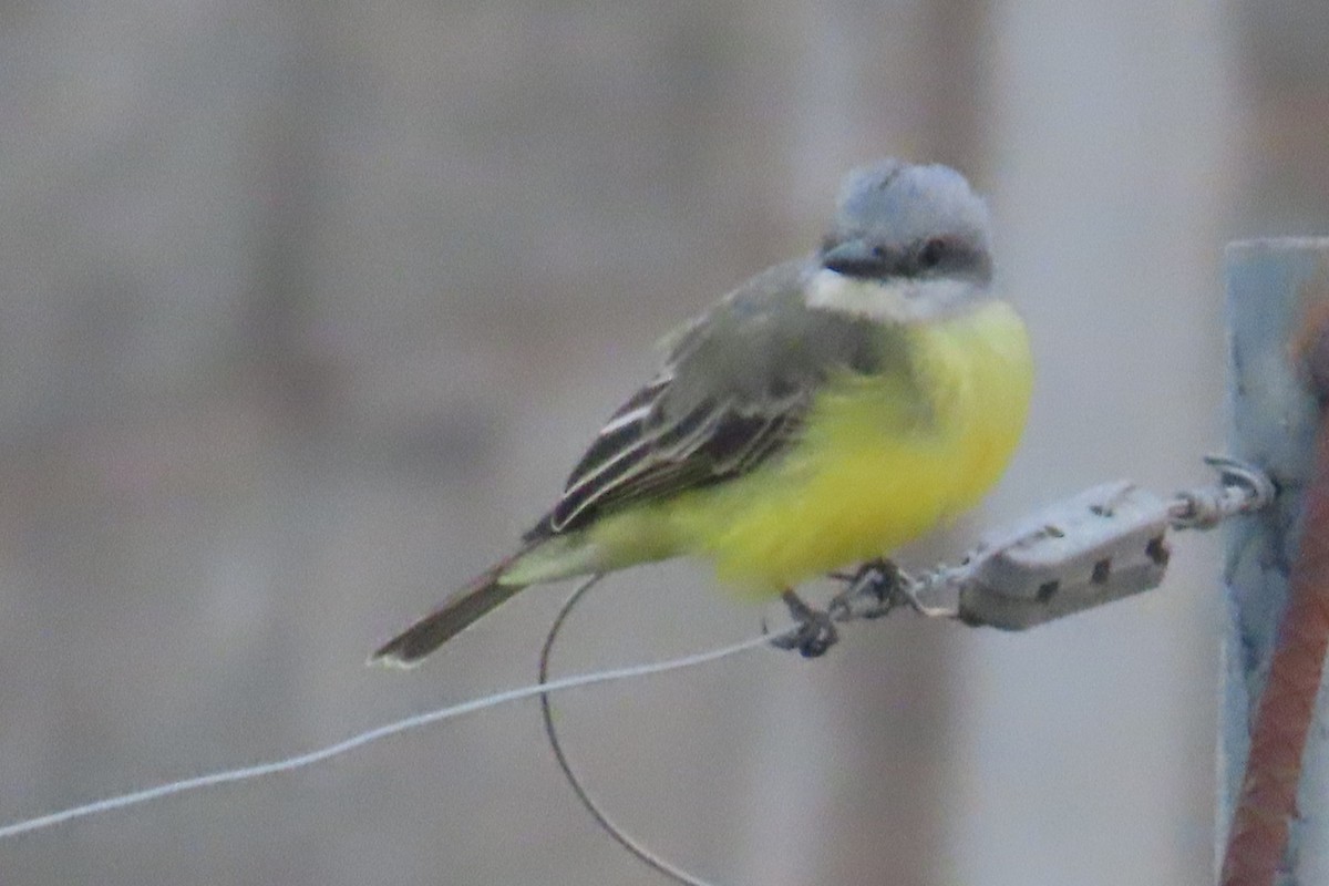 tropekongetyrann - ML644557669