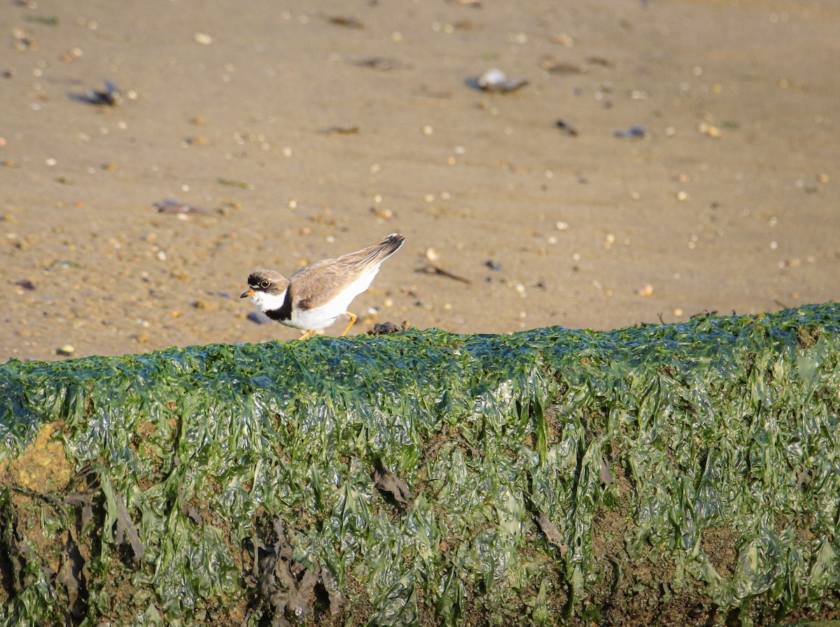 Semipalmated Plover - ML644557671