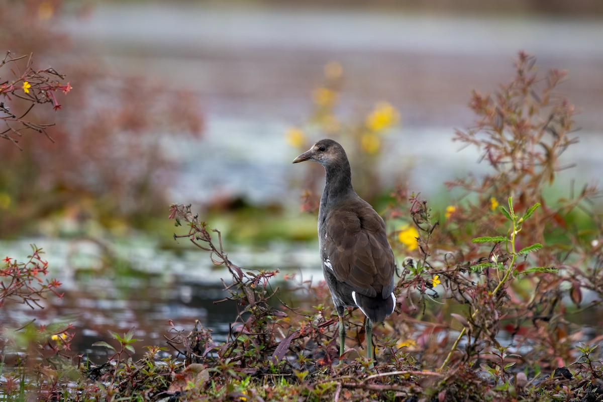 סופית אמריקנית - ML644557673