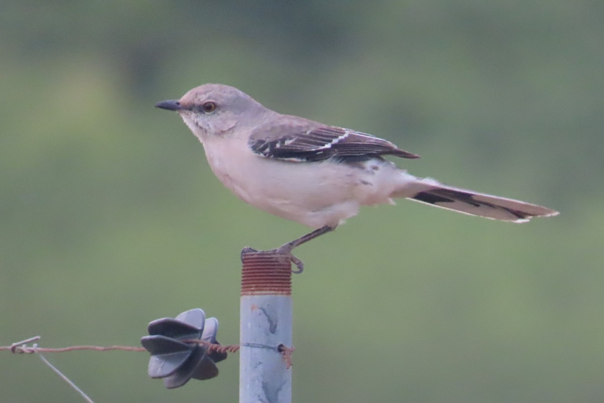 tropespottefugl - ML644557674