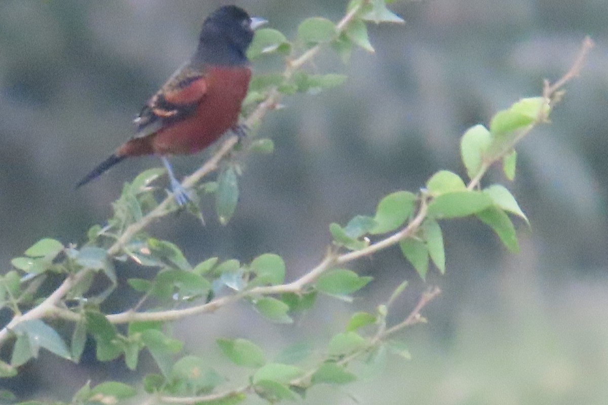 hagetrupial - ML644557681