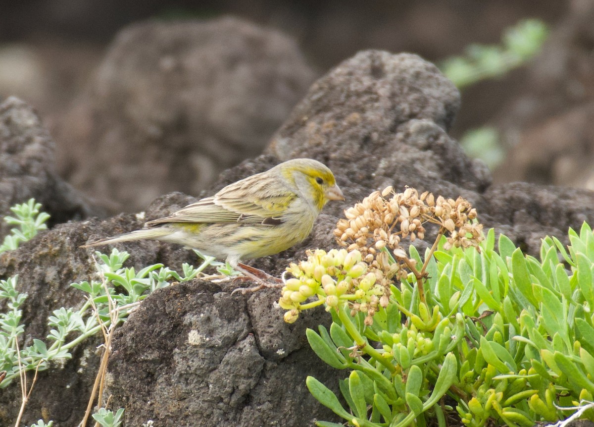 Island Canary - ML644557693