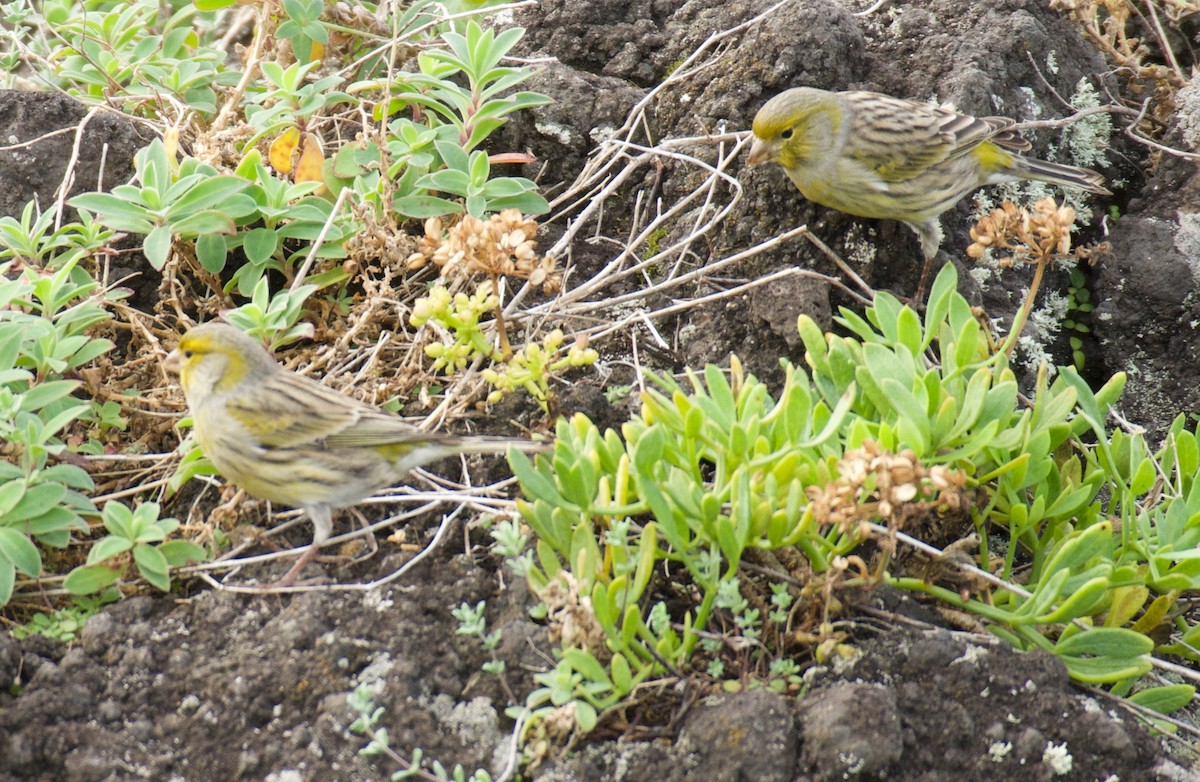 Island Canary - ML644557694