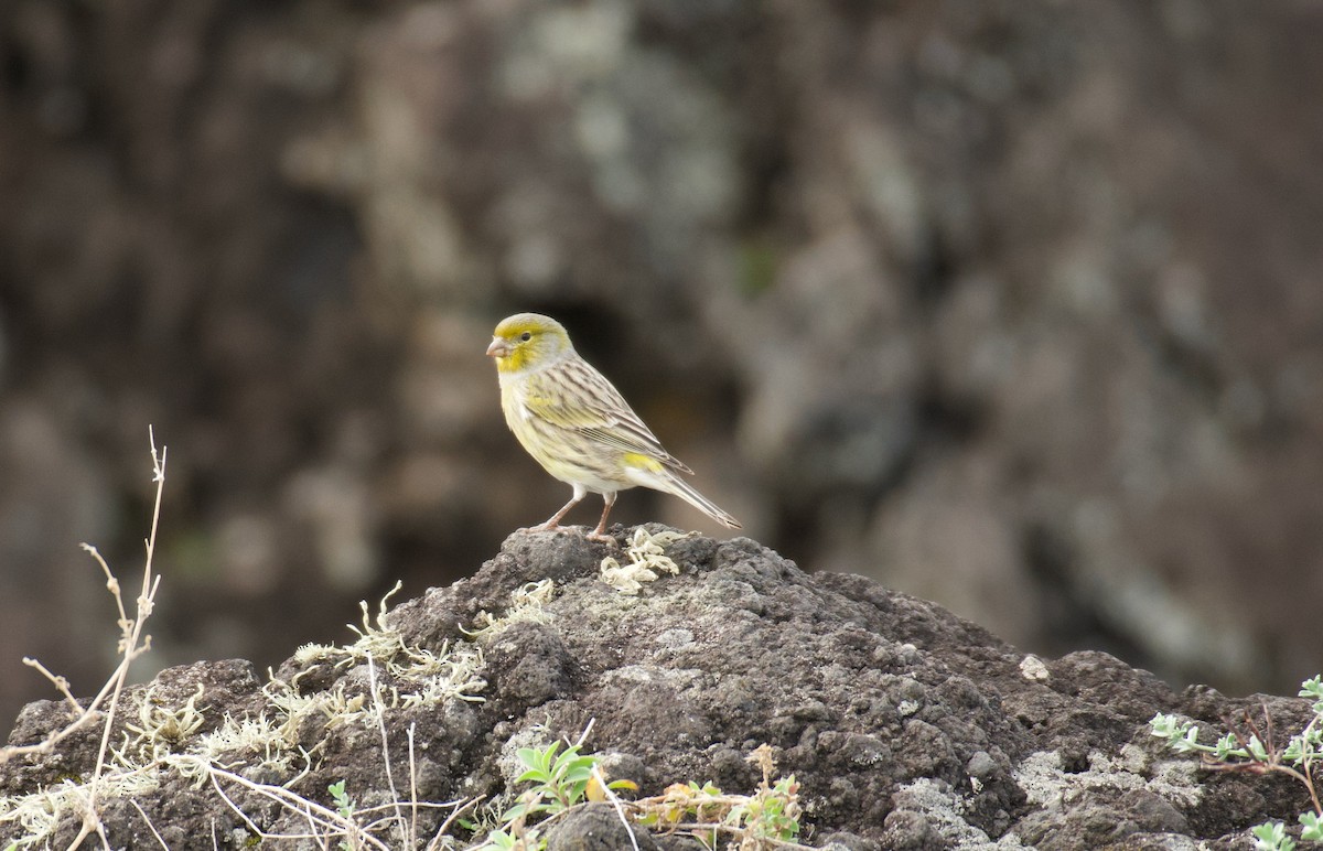 Island Canary - ML644557695
