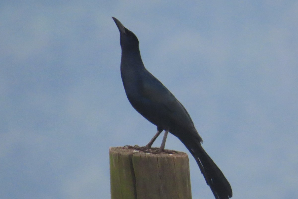 storstjerttrupial - ML644557698