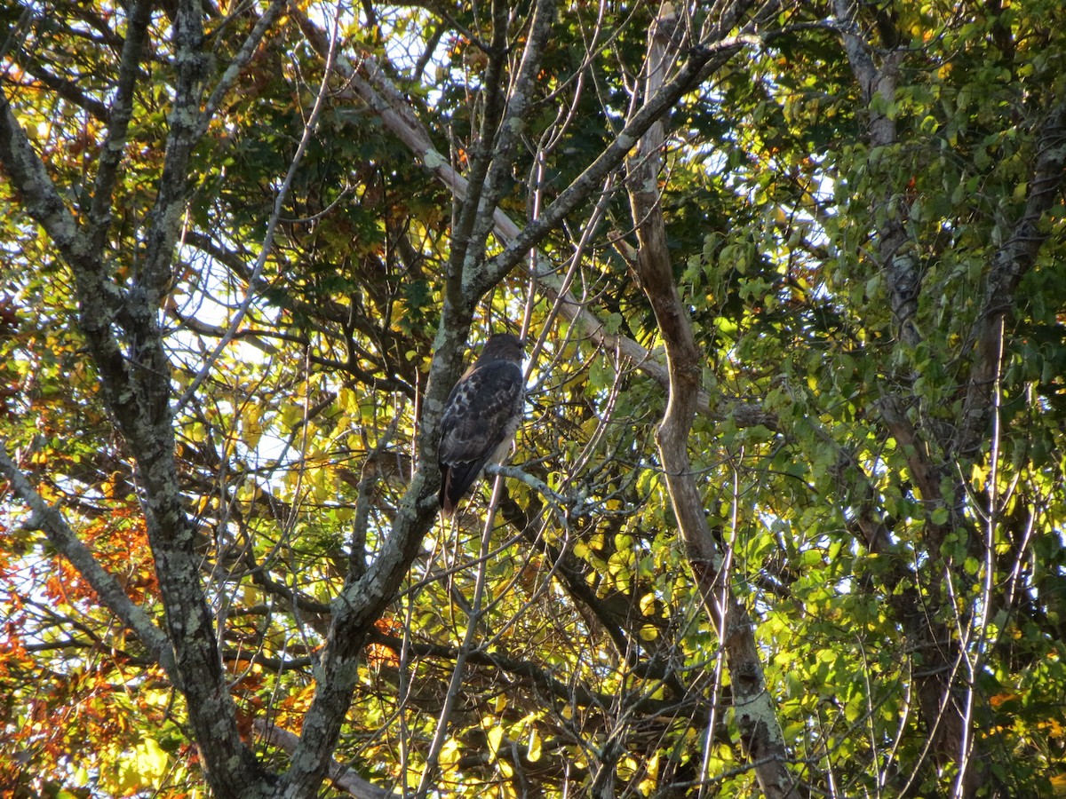 Busardo Colirrojo - ML644557735