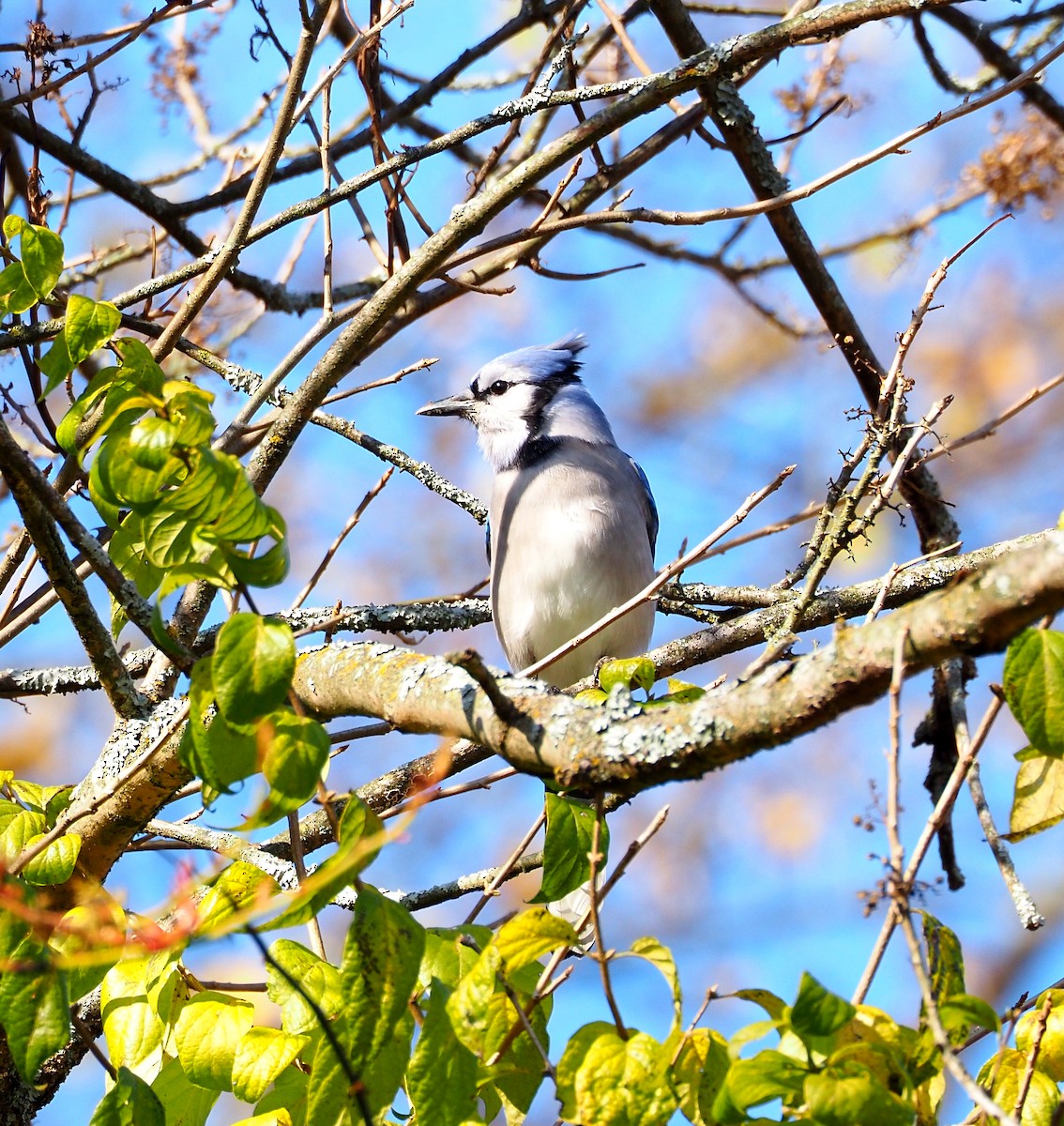 Сизойка блакитна - ML644557747