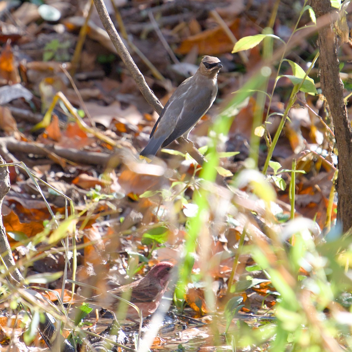 Purple Finch - ML644557756