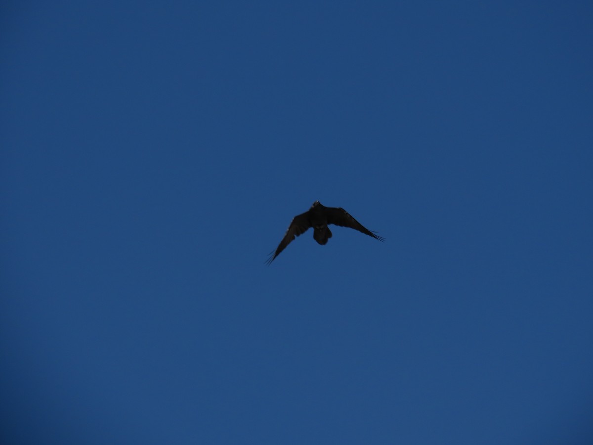 Common Raven - ML644557760