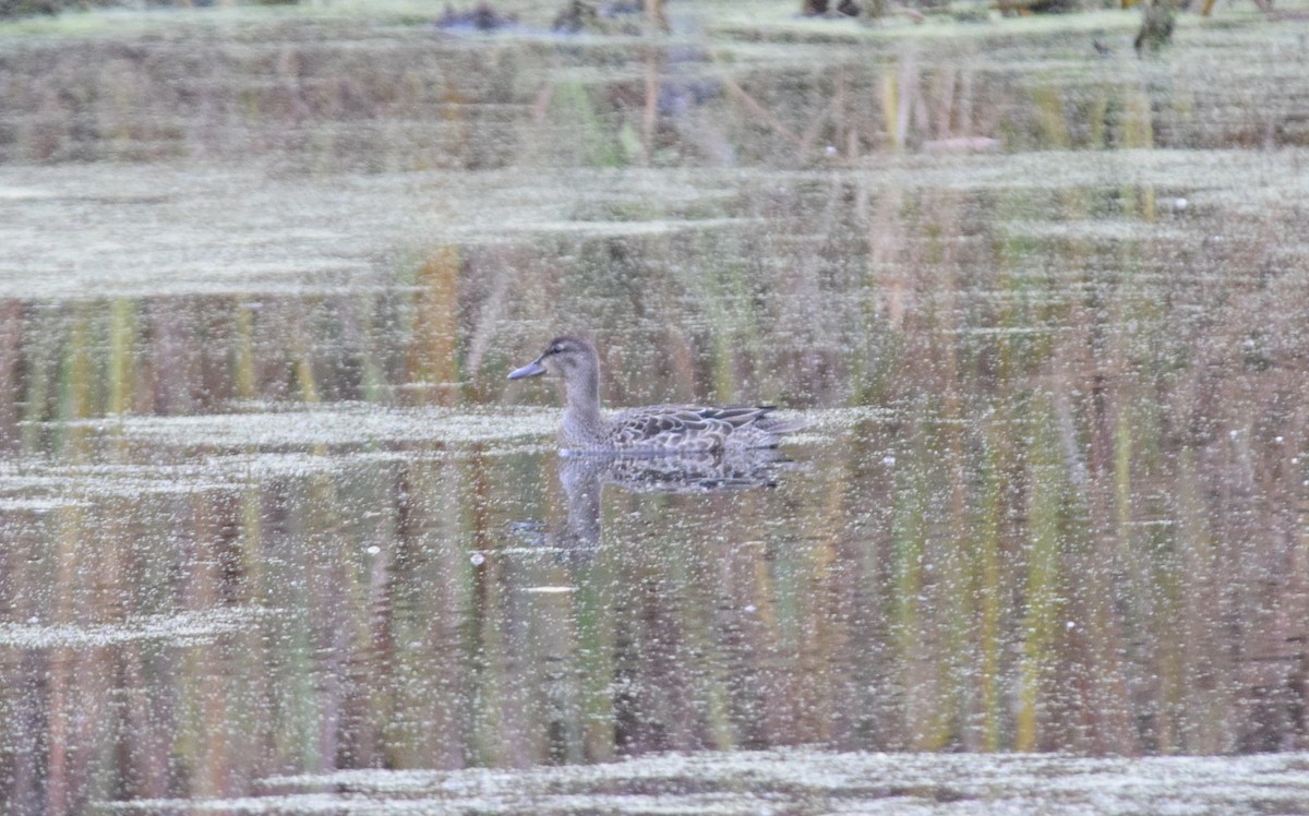 Cerceta Aliazul - ML644557767