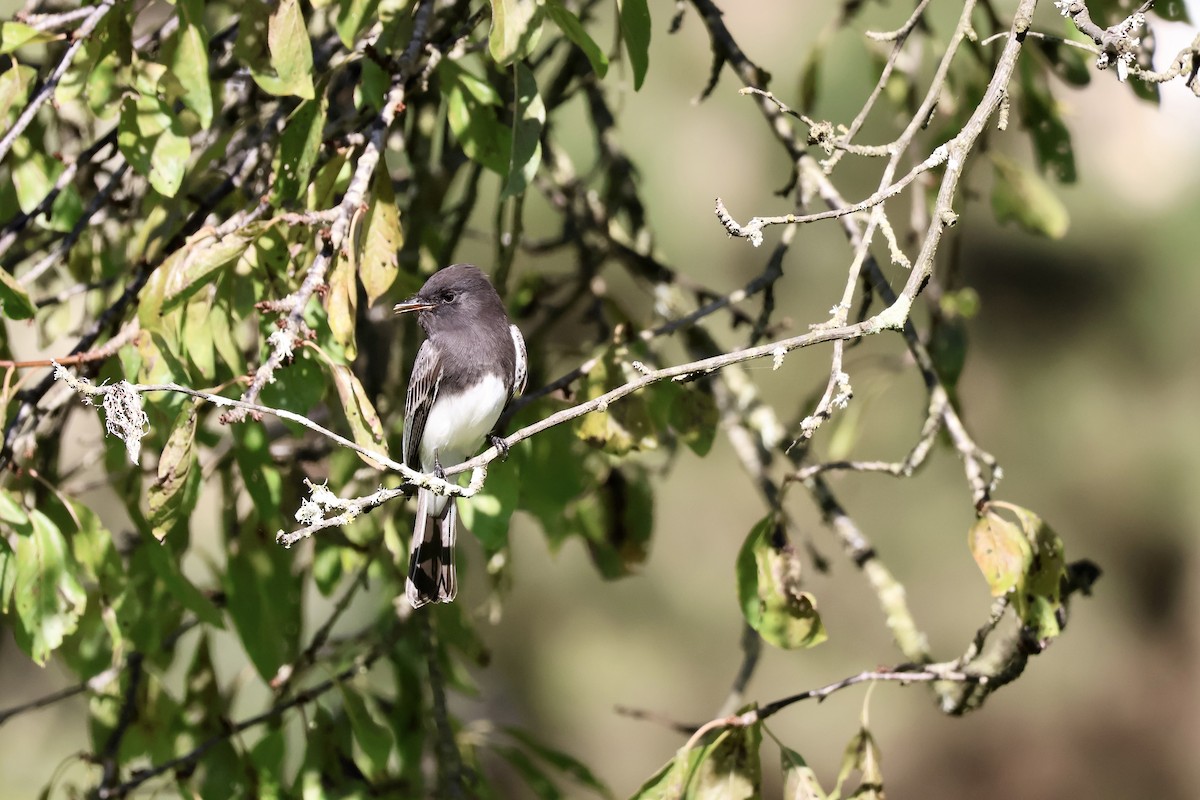 svartfibi - ML644557771