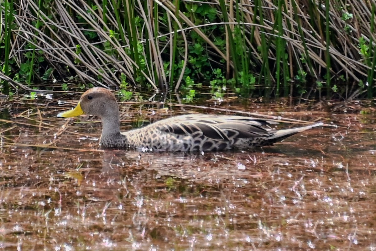 Yellow-billed Pintail - ML644557778