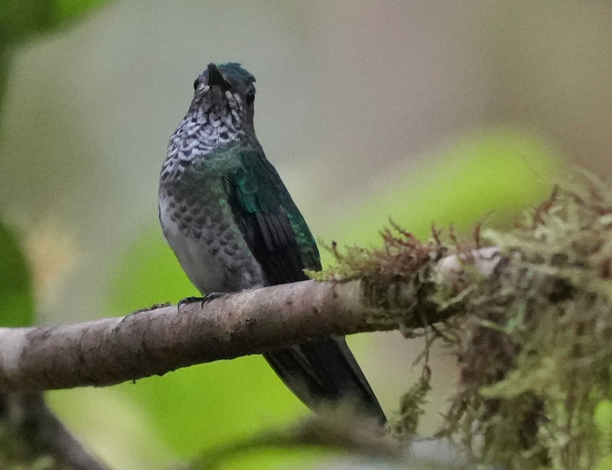 Колібрі-діамант колумбійський - ML644557779