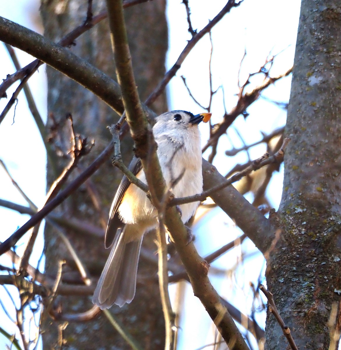 gråduskmeis - ML644557780