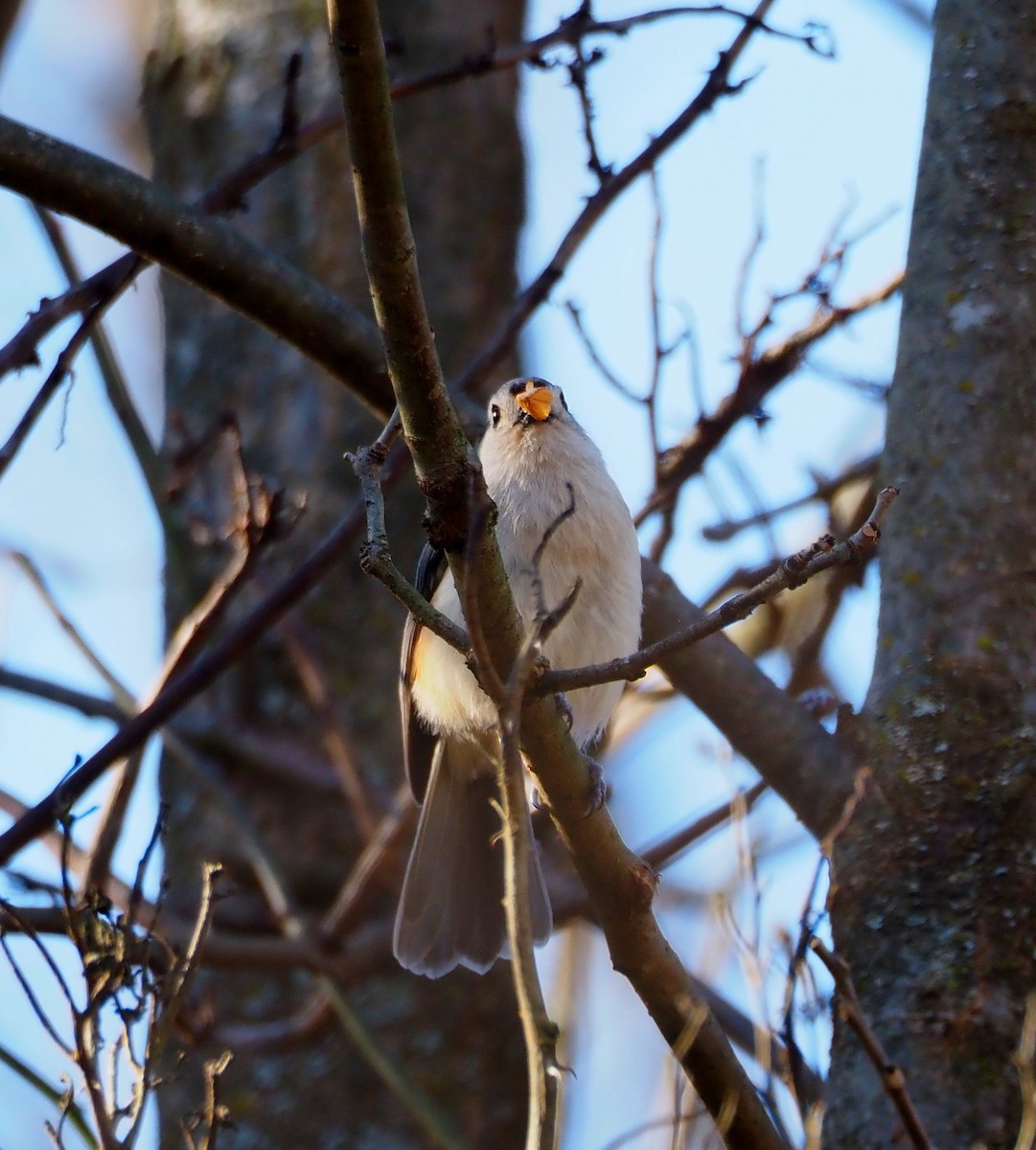 gråduskmeis - ML644557781