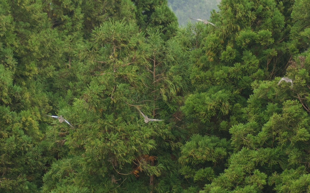 Cerceta Aliazul - ML644557785