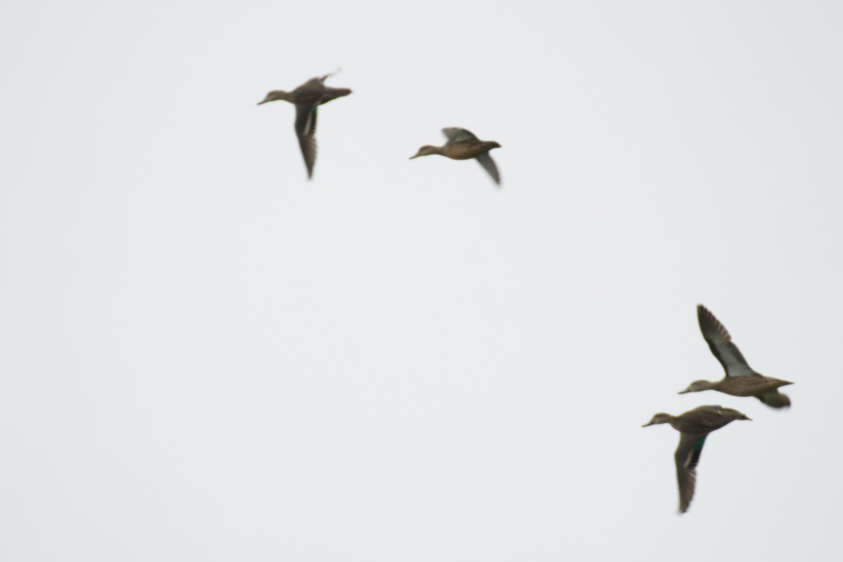 Cerceta Aliazul - ML644557786