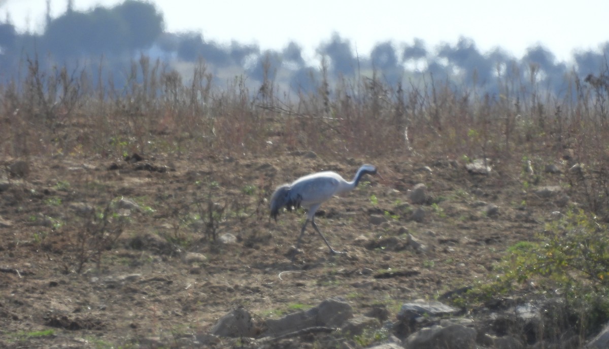 Хархираа тогоруу - ML644557787