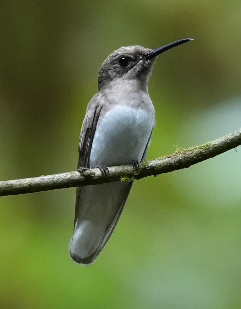 Weißnackenkolibri - ML644557801