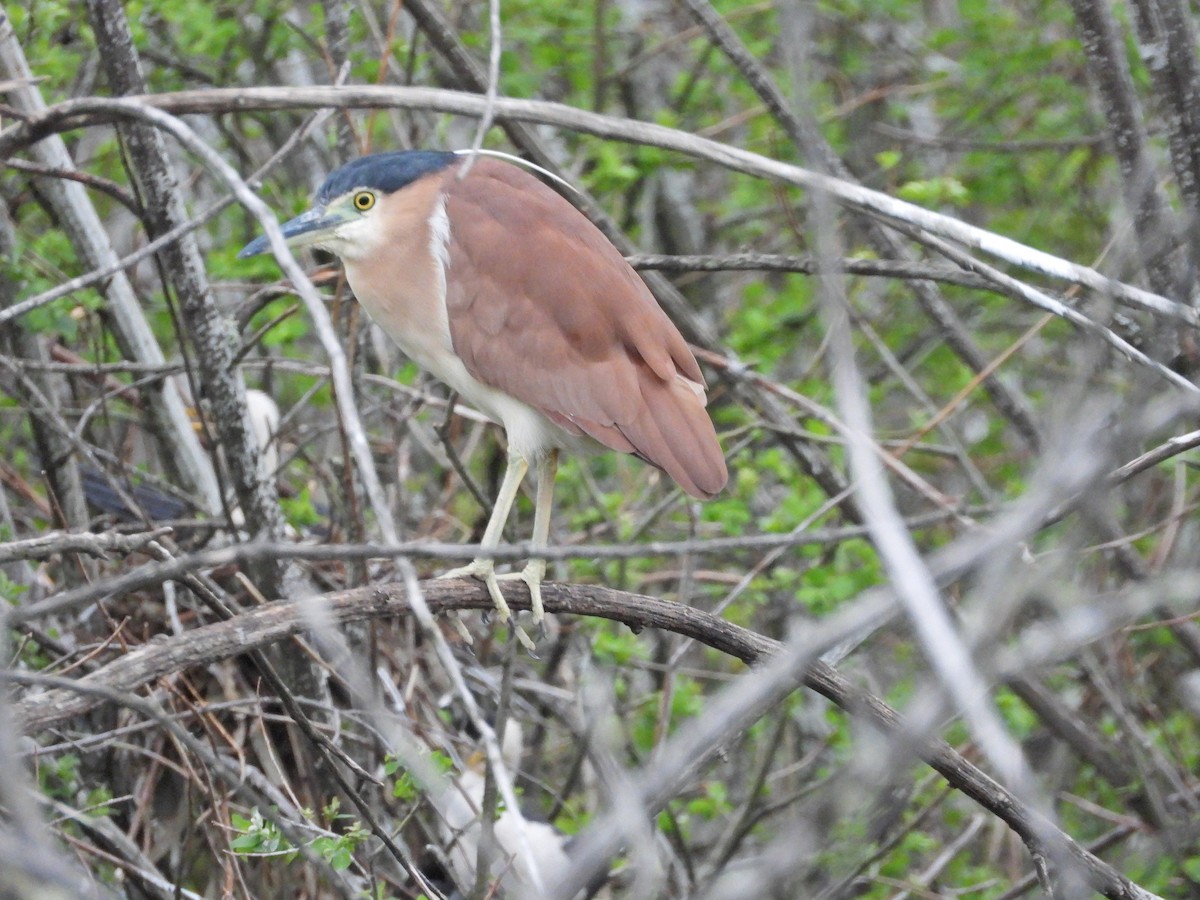 Nankeen Night Heron - ML644557810