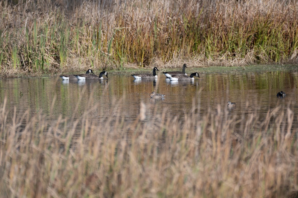 Northern Shoveler - ML644557814