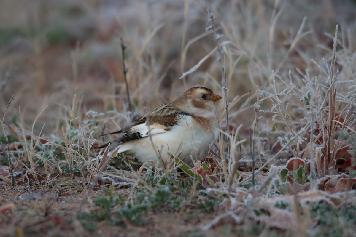 Snow Bunting - ML644557815