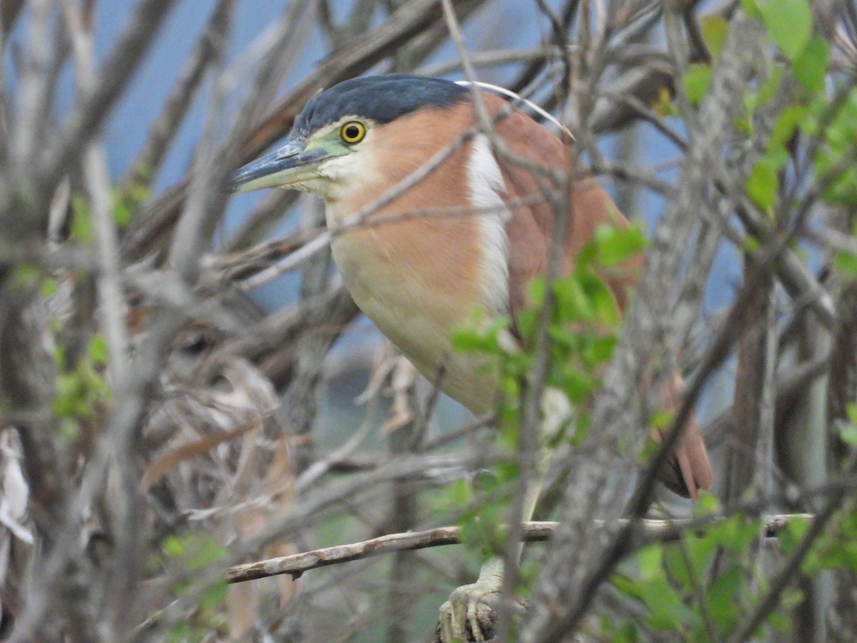 Nankeen Night Heron - ML644557819