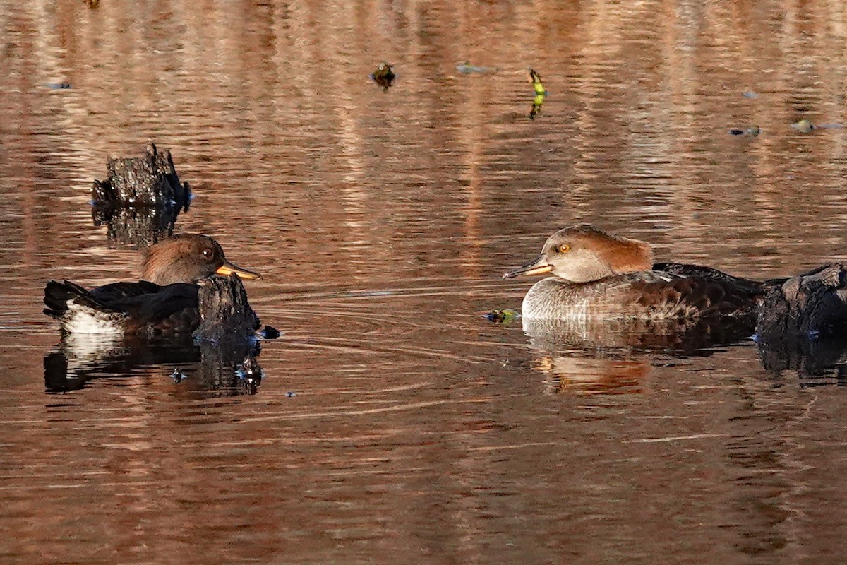 Smergo dal cappuccio - ML644557822