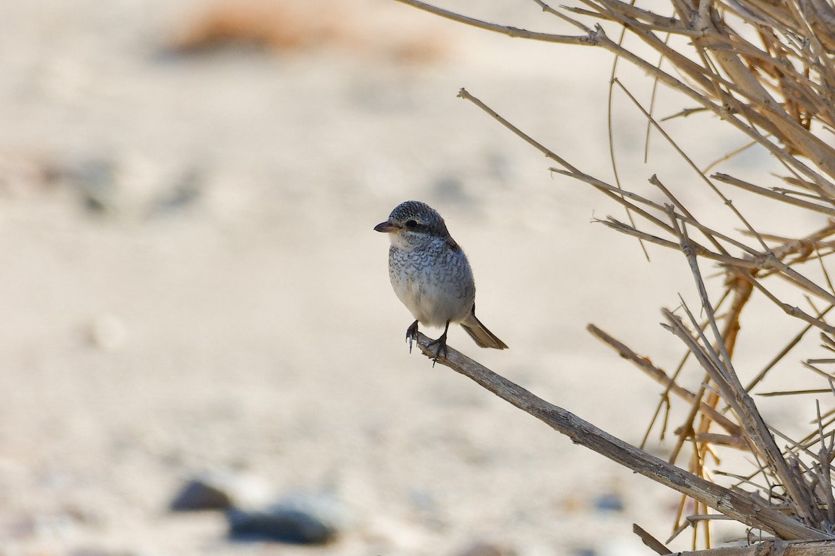 shrike sp. - ML644557824
