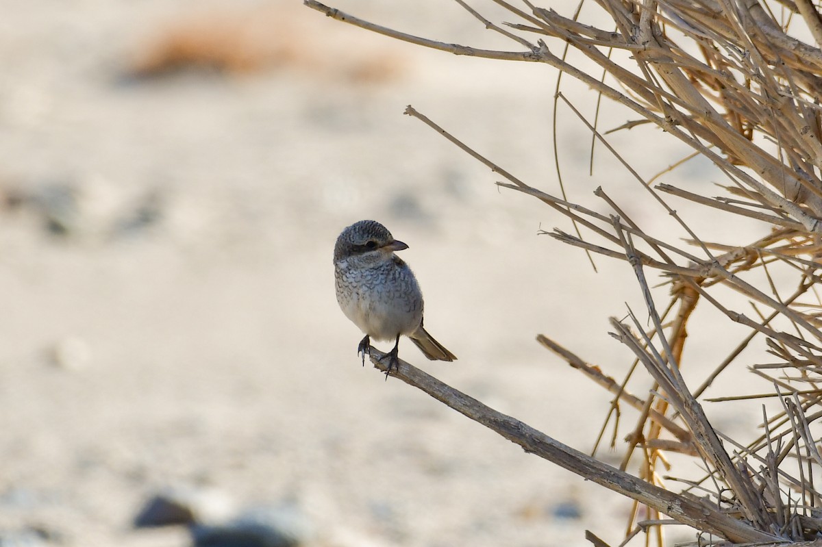 shrike sp. - ML644557825