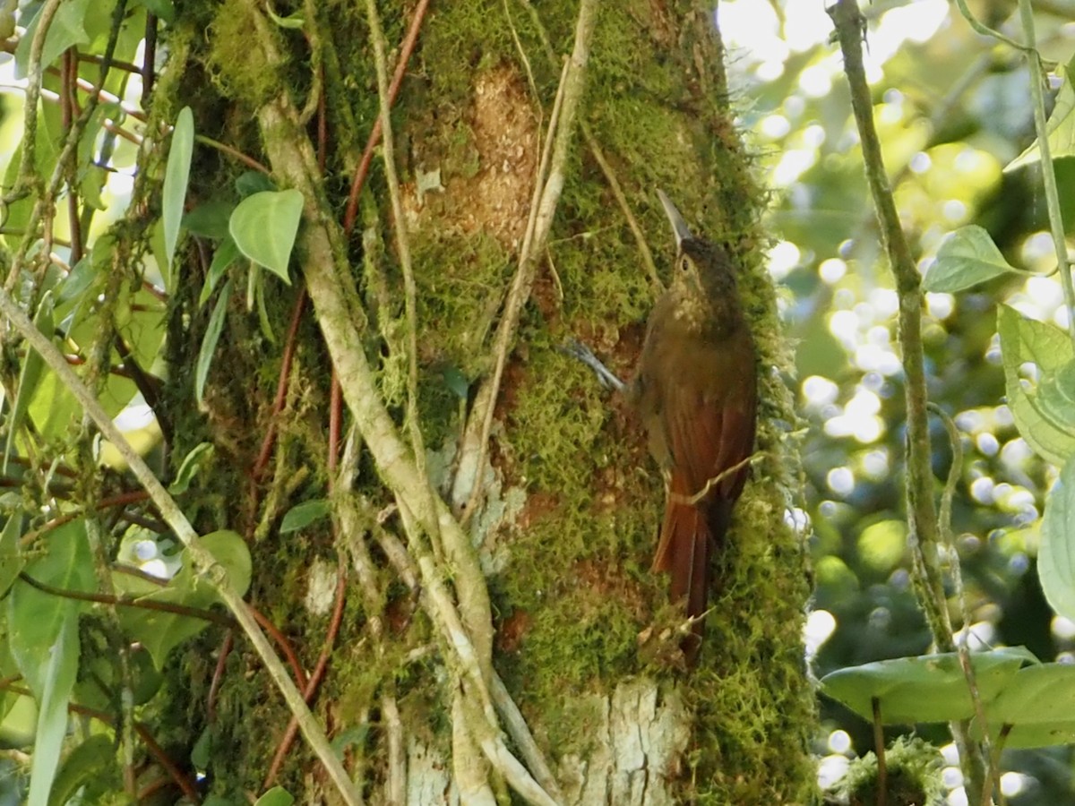 Spotted Woodcreeper - ML644557829