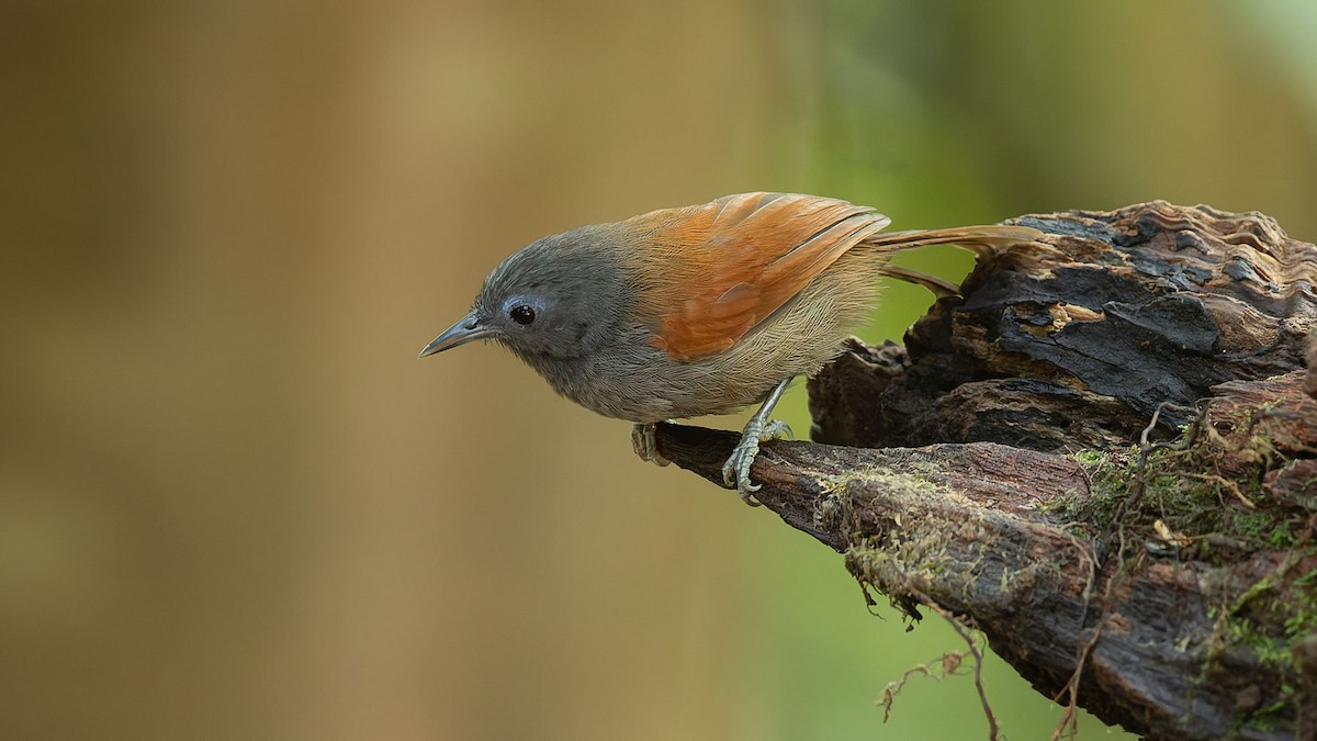 Gray-hooded Babbler - ML644557834
