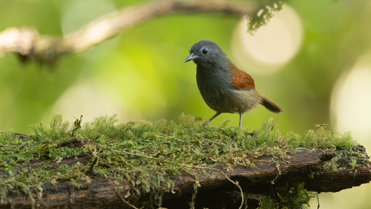 Gray-hooded Babbler - ML644557836