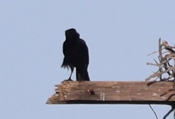 American Crow - ML644557842