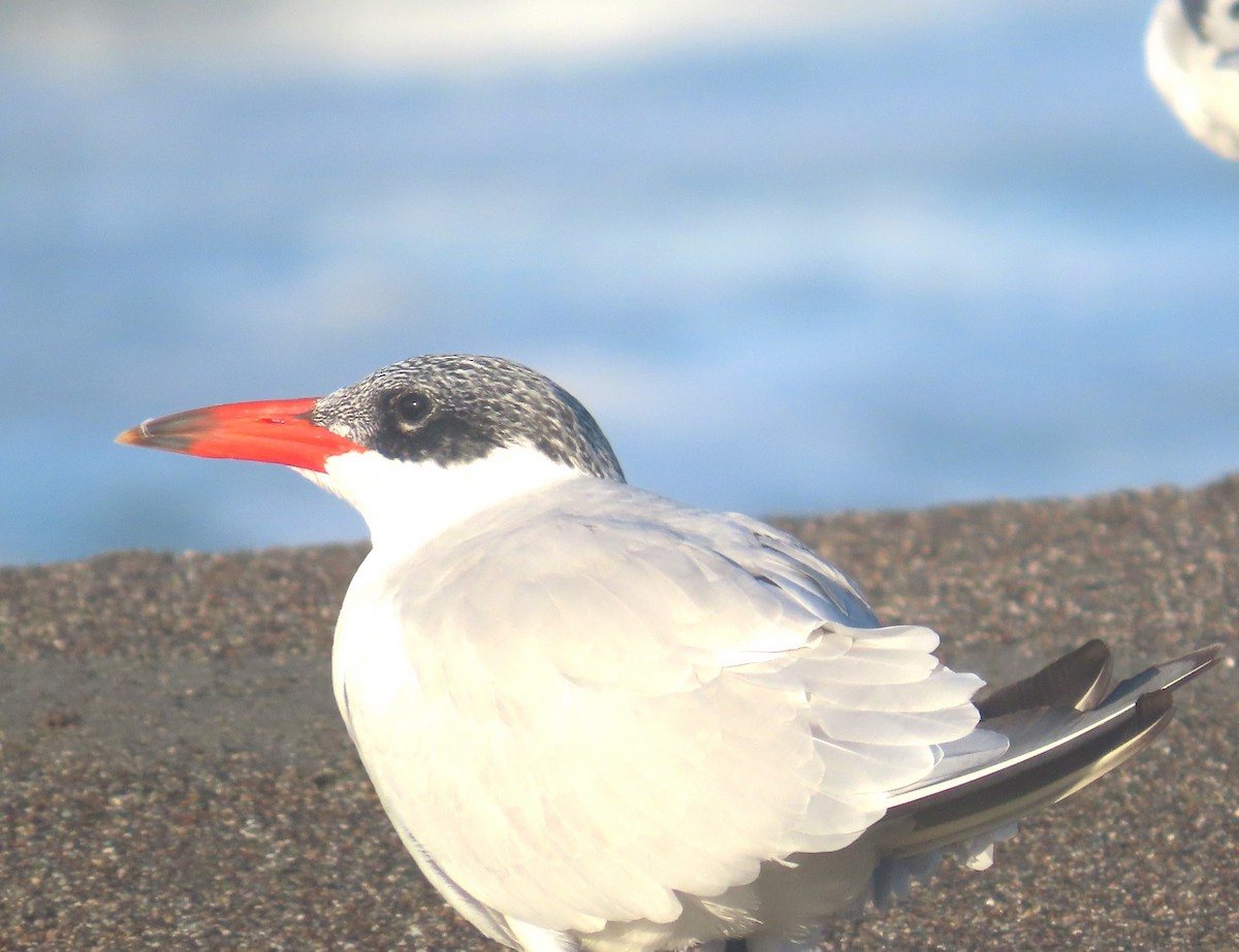 Caspian Tern - ML644557843