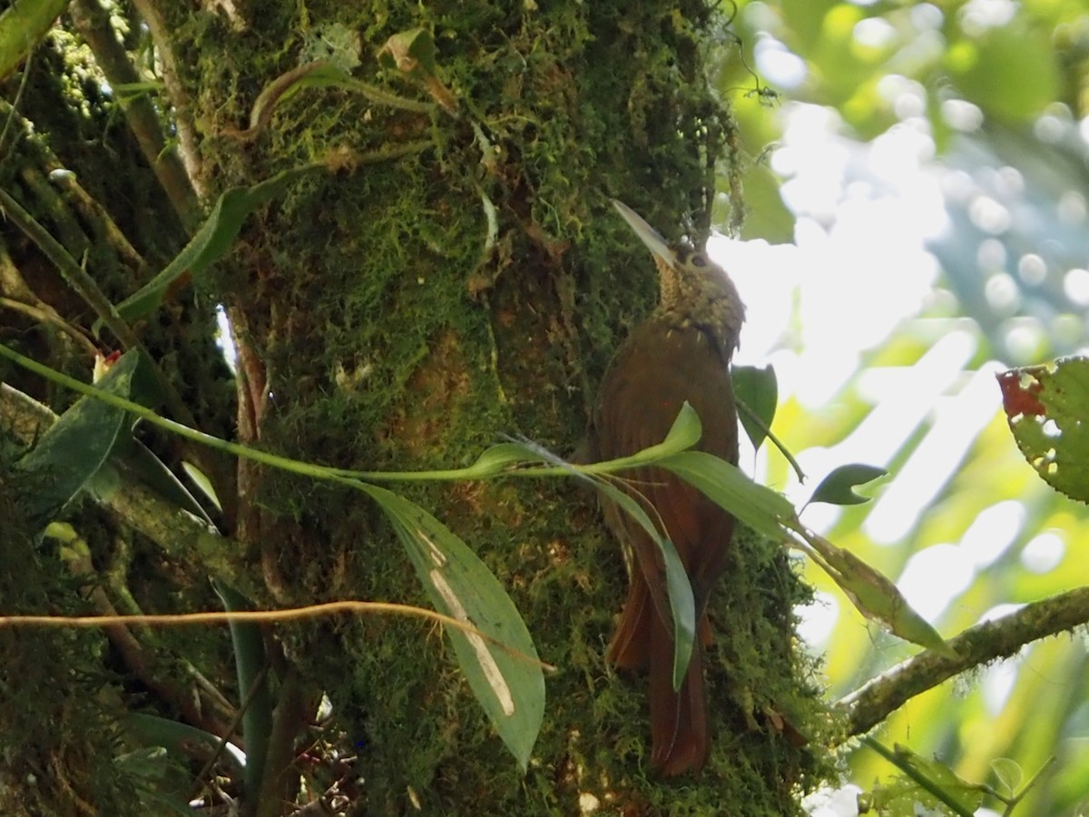 Spotted Woodcreeper - ML644557853
