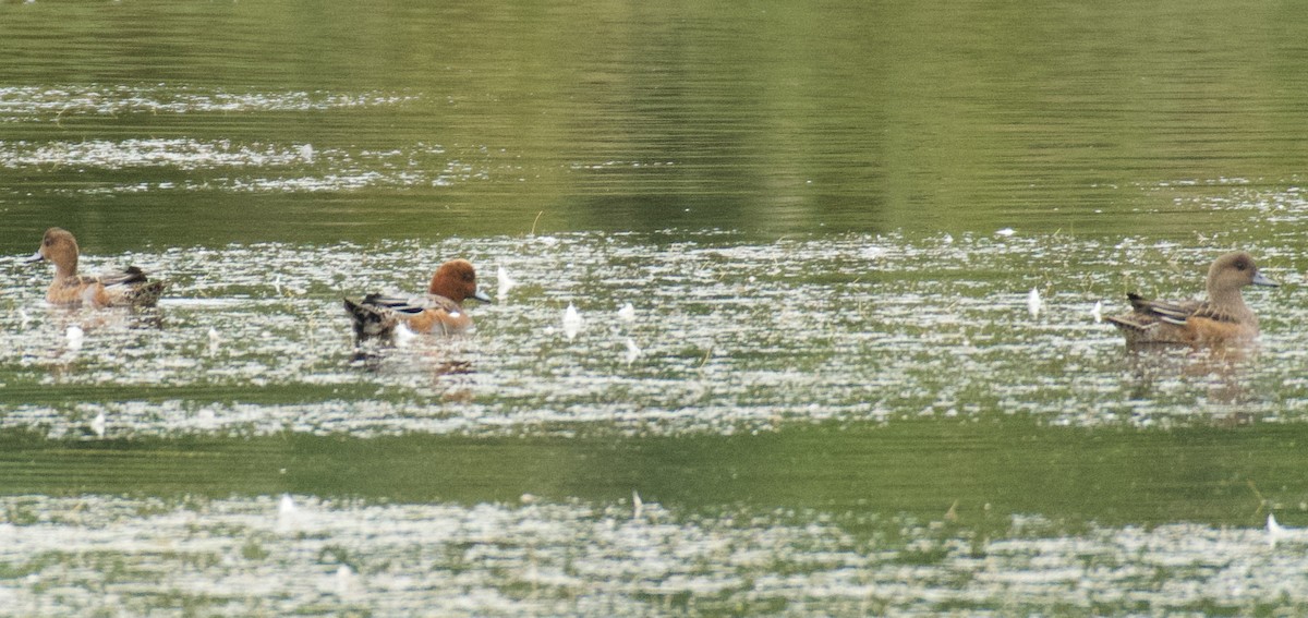 American Wigeon - ML644557855