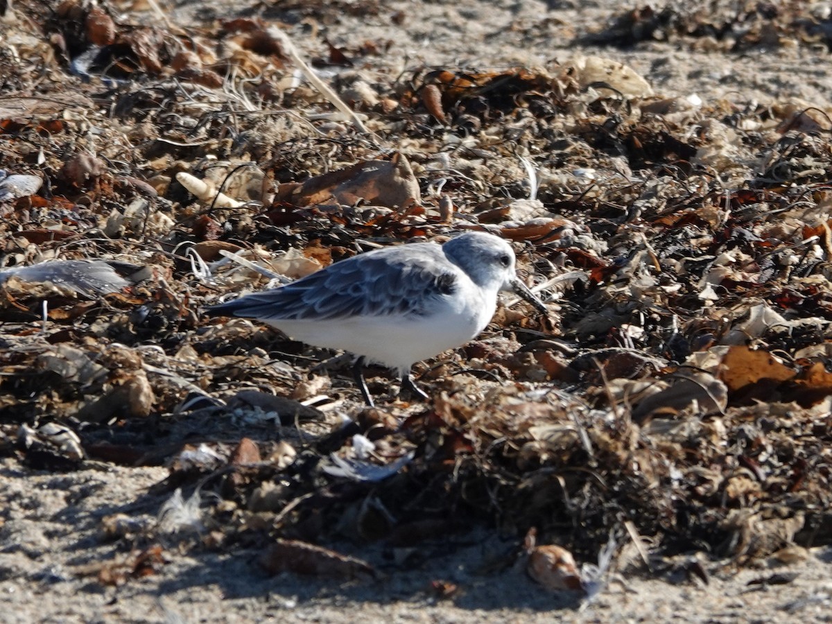 Ak Kumkuşu - ML644557856