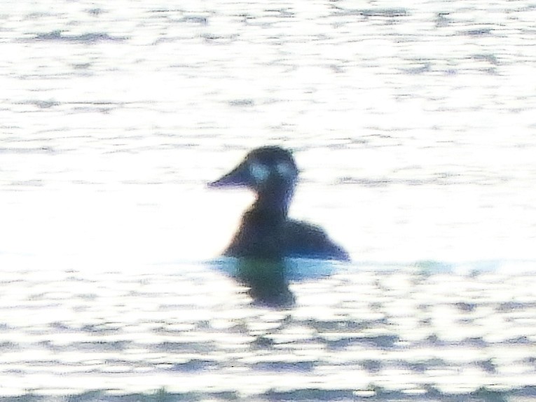 Surf Scoter - ML644557857