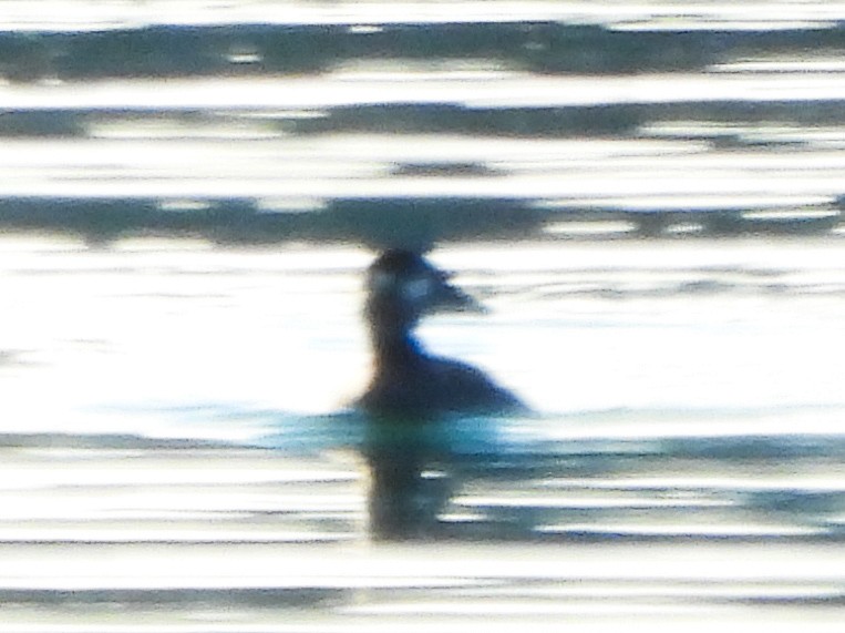 Surf Scoter - ML644557858