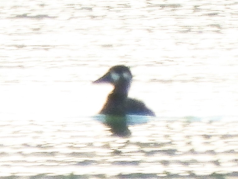 Surf Scoter - ML644557859