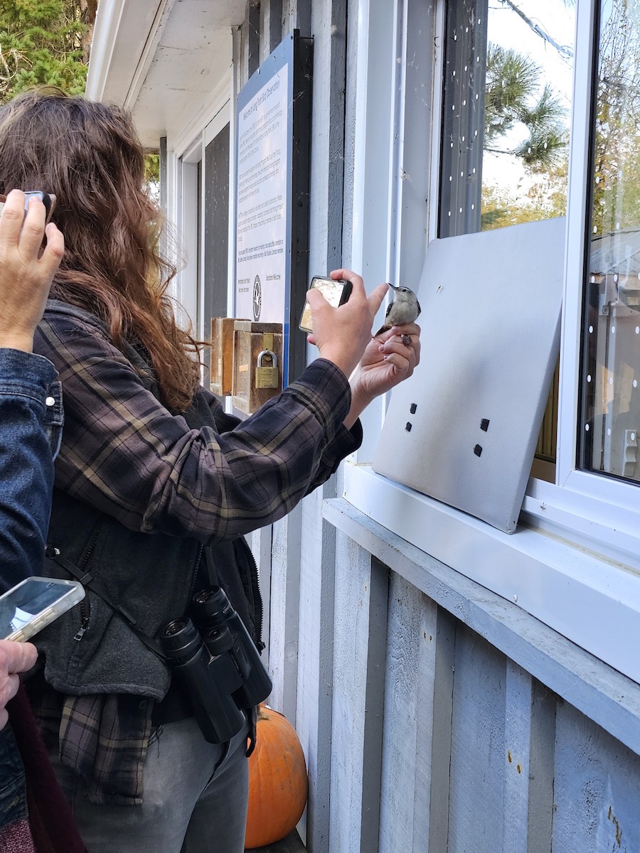 White-breasted Nuthatch - ML644557860