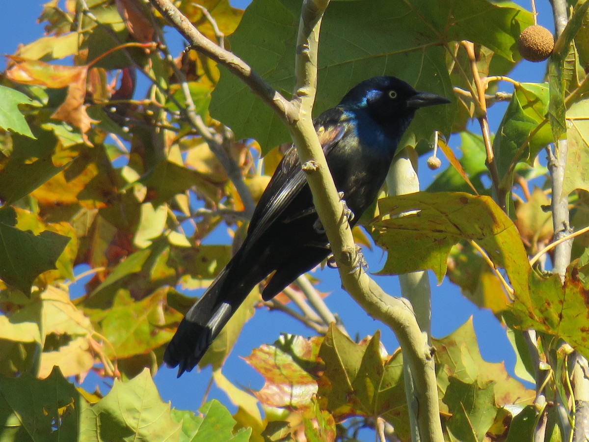 Quiscale bronzé - ML644557862