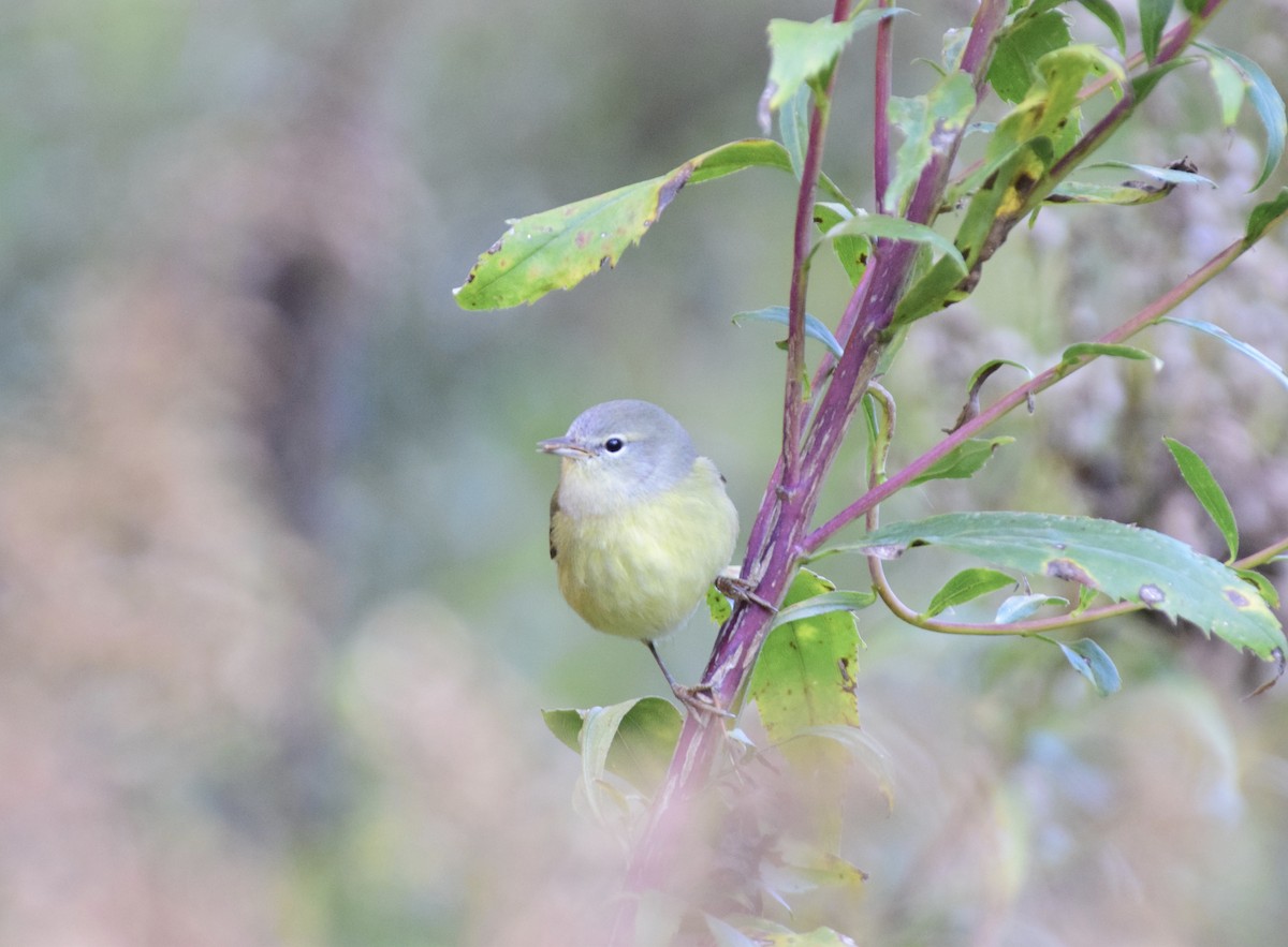 Orange-crowned Warbler - ML644557863