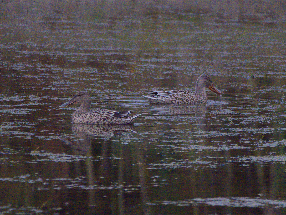 Northern Shoveler - ML644557864