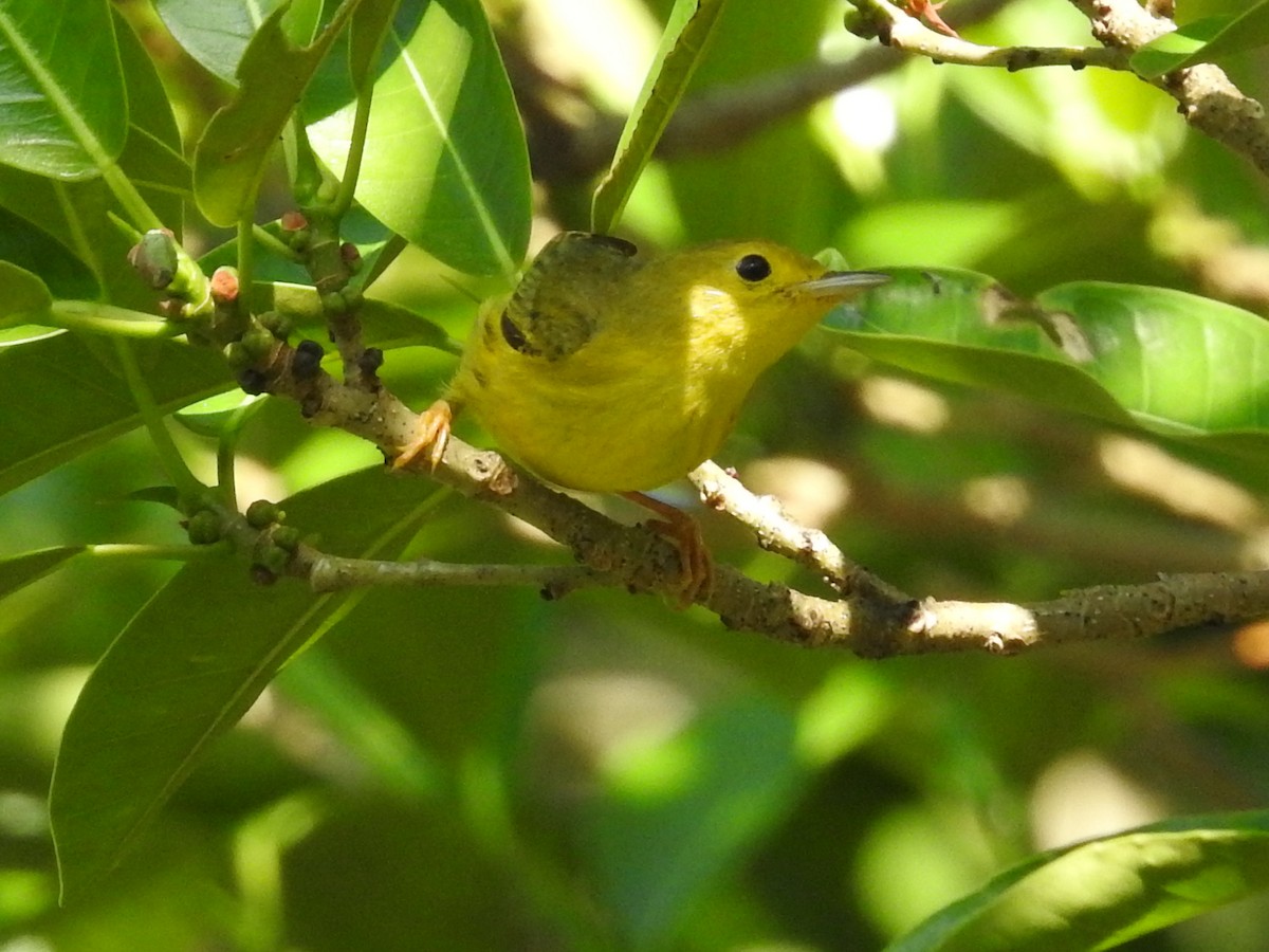 Northern/Mangrove Yellow Warbler - ML644557866