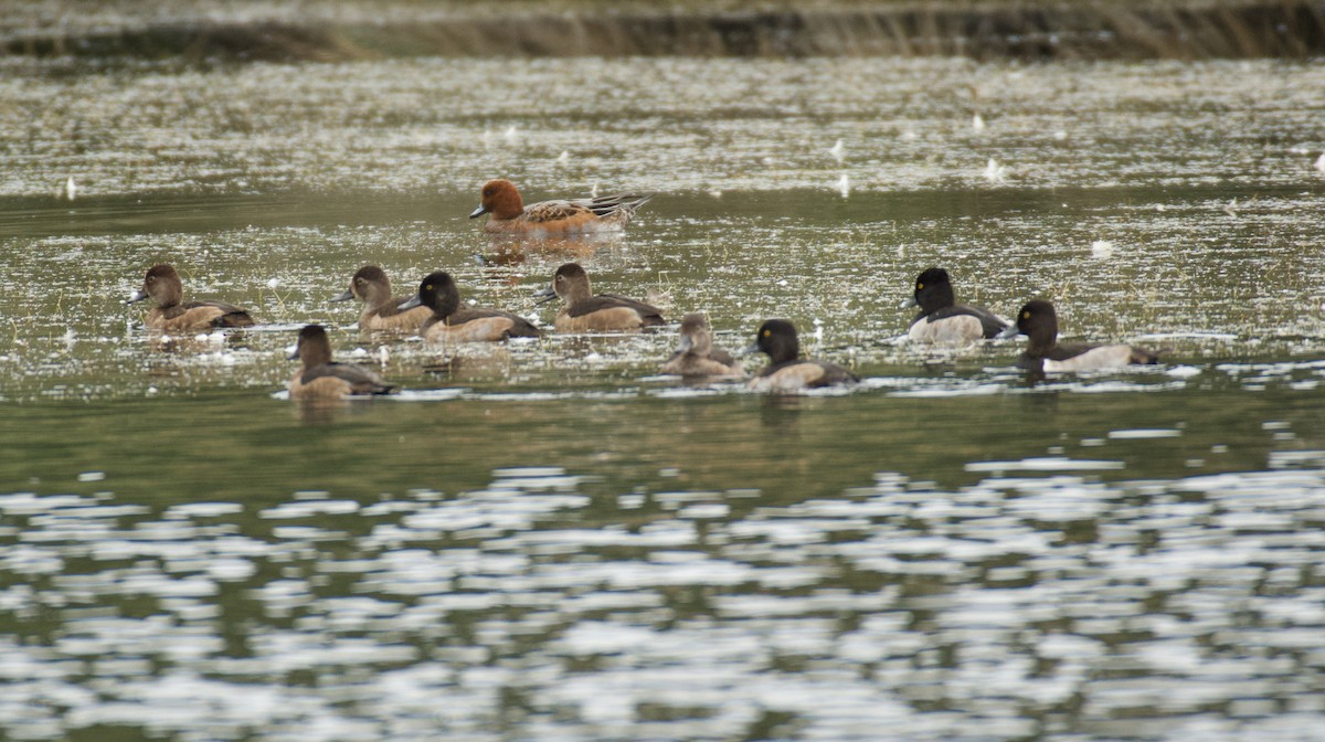 Ring-necked Duck - ML644557867