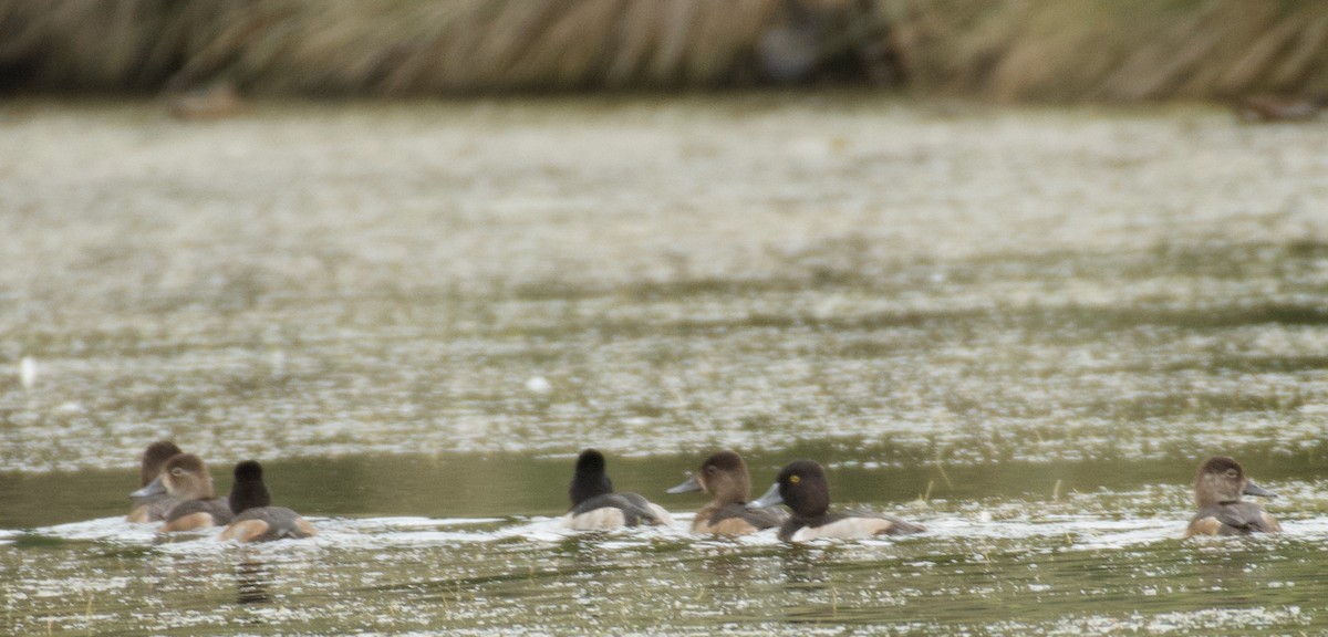 Ring-necked Duck - ML644557868