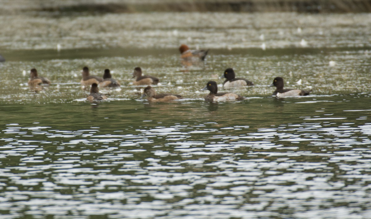 Ring-necked Duck - ML644557869